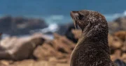 Südafrikanischer Seebär  +++ Die Verwendung des sendungsbezogenen Materials ist nur mit dem Hinweis und Verlinkung auf RTL+ gestattet.