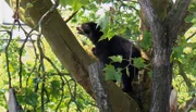 Brillenbärin Cashu erkundet ihr Gehege im Frankfurter Zoo.