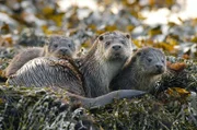 Eine Ottermutter hat es geschafft, ihre Jungen zur Selbstständigkeit zu erziehen -– dennoch müssen sie vor der Kälte geschützt werden.