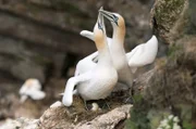 Ein Basstölpelpaar auf den Klippen des Hermaness National Nature Reserve auf den Shetlandinseln, Schottland