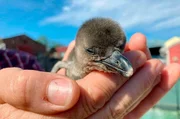 Auch bei den Brillenpinguinen ist Nachwuchs da. Die entwickeln sich prächtig und verdoppeln ihr Startgewicht – so wie sich das für Pinguine gehört – schon in der ersten Lebenswoche.