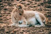 Onager-Junges.