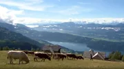 Kühe auf Franz Glabischnigs Alexanderalm.