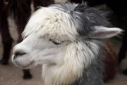 Alpaka im Frankfurter Zoo.