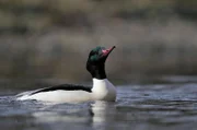 Ente  +++