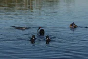 Mit Seekühen schwimmen: für Anna (Mitte) geht ein Traum in Erfüllung. Die Seekuh taucht kurz auf zum Atmen.