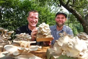 Alexander Herrmann (links) und Ralph Hayndl (rechts) posieren mit Austernpilzen. Eine ungewÃ¶hnliche Pilzzucht betreibt Ralph in NÃ¼rnberg. Er zieht Austernpilze aus dem Kaffeesatz. Da gibt es Zitronenseitlinge, Florida-Austernpilze oder solche mit blauen Kappen. Alter Kaffeesatz, eine Handvoll Pilzsubstrat â€“ fertig ist die Schwammerlbox, die man sich nach Hause bestellen kann.