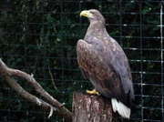 Das amerikanische Wappentier: Der Seeadler. Im Gehege geht es hoch her: Der Horst soll renoviert werden und das passt den stolzen Tieren gar nicht.