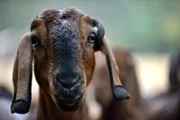 Eine Langohrziege im Tierpark Berlin.