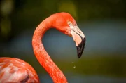 Karibischer Flamingo.