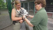 Im Tierpark Berlin hat Alpaka-Hengst Orlando einen Frisörtermin. Bei der letzten Schur im Frühjahr hatte er ein Halfter am Kopf getragen, weshalb das Fell nun nachgeschnitten werden muss.