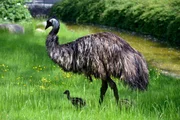 Emu mit Küken im Zoo Berlin.