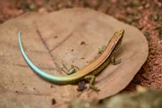 Bermudian Skinks