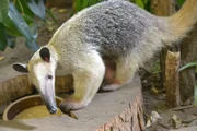 Ameisenbärin Anna im Tierpark Berlin.