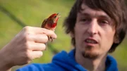 Ornithologe Stefan Sigel mit Karmingimpel