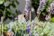 Gern gesehener Besuch: Eine Biene in Petra Rapps Kräutergarten.