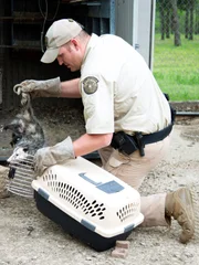 Shot of Fish and Game Officer Daylan Damron on his way to relocate a opossum.
