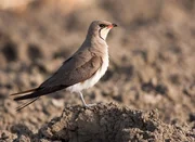 Die Rotfl&uuml;gel-Brachschwalbe ist ein in S&uuml;deuropa ein &auml;u&szlig;erst seltener Brutvogel. Haupts&auml;chlich in Nordafrika heimisch, br&uuml;tet sie allerdings auch auf Sizilien.
