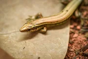 Blauer Schwanzskink.