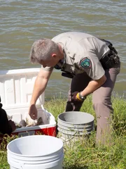 Fish and Game Officers Gerry Amundson checking fish sizes.