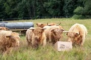 Die "Überraschungskiste" auf der Weide der schottischen Hochlandrinder.