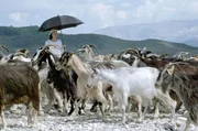 Das Valbona-Tal ist der Lebensraum unzähliger Pflanzen und Tiere.