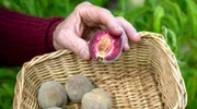 Der rote Weinbergpfirsisch vom Pfirsichhof in Neef.
