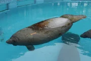 Seekühe werden bis zu vier Meter lang und über 1000 Kilogramm schwer. Trotz ihrer furchteinflößenden Größe sind sie friedliche Tiere.