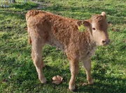 Ein Kälbchen auf dem Schaubauernhof der Stuttgarter Wilhelma. Was der Alltag dort mit einem echten Bauernhof gemein hat.