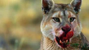 Portrait eines Pumas. Nachdem die größte Raubkatze Südamerikas ihr Beutetier, ein Guanako, erlegt hat und die ersten Bissen gefressen hat, ist ihre Schnauze blutverschmiert.