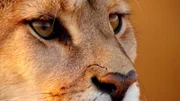 Portrait eines Pumas. Der Puma ist die viertgrößte Katze der Welt und die größte Südamerikas.