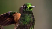 Ein Fahlschwanzkolibri im Bergregenwald Ecuadors. Mit über 130 verschiedenen Kolibri-Arten lebt hier die Hälfte aller Kolibri-Arten der Welt. Die metallisch schillernden Farben entstehen durch Lufteinschlüsse in den Federn, die das Sonnenlicht brechen und reflektieren.