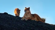 Ein Puma-Weibchen mit Jungtier. Pumas kommen in Nord- und Südamerika vor und sind in nahezu allen Habitaten zu finden. Eine Puma-Mutter lebt mit ihren Jungen bis zu 20 Monate zusammen. Die restliche Zeit über sind sowohl Männchen als auch Weibchen Einzelgänger.