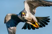 Wanderfalken sind gefiederte Düsenjäger der Natur: Sie erreichen Geschwindigkeiten von bis zu 390 Kilometern pro Stunde.