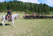 Rindertrieb wie im Wilden Westen.