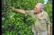 Der Yerba-Mate-Produzent Klaus Neumann auf seiner Plantage in Paraguay