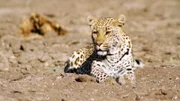 Ein Leopard