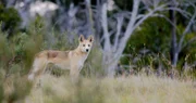 Dingos sind Langstreckenläufer und können ihre Beute kilometerweit verfolgen.