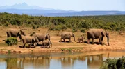 Elephants, Africa