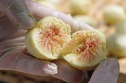 Die weiße Feige des Cilento – sie besitzt eine dünne Haut und ist sehr süß, enthält Kalium, Magnesium, Zink und alle Vitamine, die gesund sind.