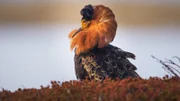 Kampfläufer gehören zu den ersten Frühlingsboten, die auf Norwegens Halbinsel Varanger auftauchen.