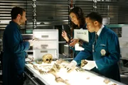 (v.li.) Dr. Jack Hodgins (TJ Thyne), Angela Montenegro (Michaela Conlin) und Clark Edison (Eugene Byrd) machen sich an die Untersuchung der sterblichen Überreste, die Brennan und Booth aus England geschickt haben. Was werden sie herausfinden?