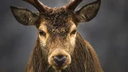 In den schottischen Highlands gibt es etwa 350.000 Rothirsche.