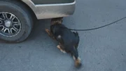 K-9 alerts on an SUV in Nogales, AZ. (National Geographic)
