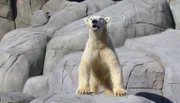 ARD/NDR LEOPARD, SEEBÄR & CO., FOLGE 123, am Montag (08.04.13) um 16:10 Uhr im ERSTEN. Eisbaer Blizzard hat im Eismeer den Überblick.