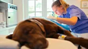 Inseltierärztin Stephanie Petersen rät nach der Untersuchung zu einer schnellen Operation. Assistenzärztin Julia Lohmann übernimmt.