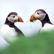 Papageientaucher sind neugierig und verspielt.