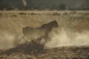 Der junge Gepard muss noch lernen, wie man richtig jagd