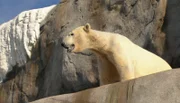 ARD/NDR LEOPARD, SEEBÄR & CO., FOLGE 123, am Montag um 16:10 Uhr im ERSTEN. Eisbaer Blizzard erklimmt den Gipfel im Eismeer.