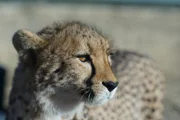Der junge Gepard wartet auf Beute